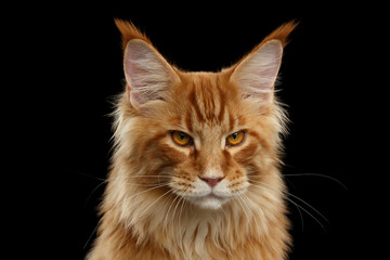 Fototapeta na wymiar Close-up Portrait of Angry Red Maine Coon Cat Looks in Camera Isolated on Black Background