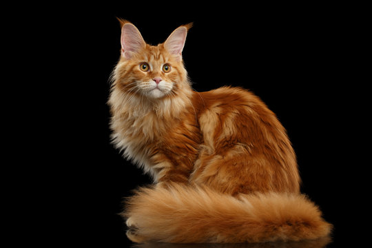 Beautiful Red Maine Coon Tabby Cat Sitting with Large Ears and Furry Tail Looking in Camera Isolated on Black Background, Side view