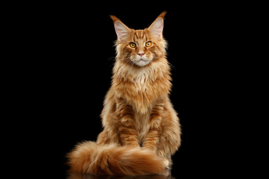 Fototapeta Beautiful Red Maine Coon Cat Sitting with Large Ears and Furry Tail Looking in Camera Isolated on Black Background, Front view