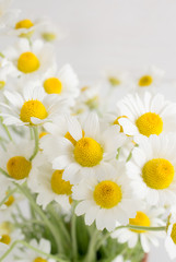 Floral background with daisy