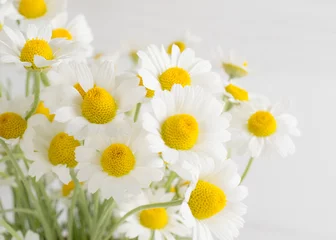 Crédence de cuisine en verre imprimé Marguerites Floral background with daisy