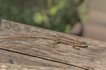 Salamander auf einem Holzboden