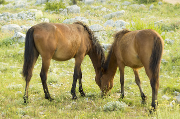 horses grazing in the Croatian mountains in the area of Dubrovnik
