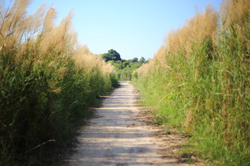 Gramineae in Thailand