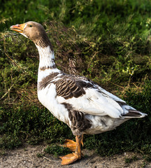 funny character Goose