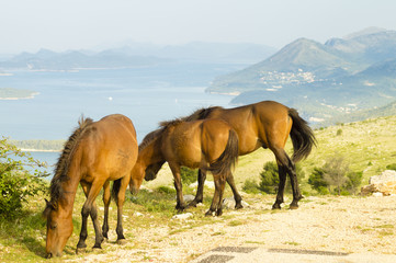 horses grazing in the Croatian mountains in the area of Dubrovnik
