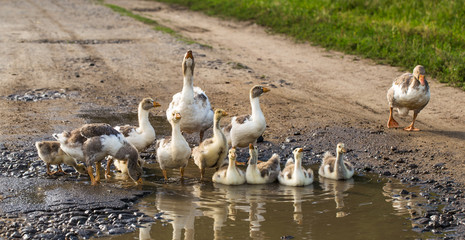 geese out of the water © puhimec