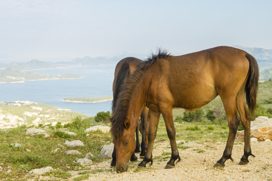 horses grazing in the Croatian mountains in the area of Dubrovnik
