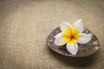 Fototapeta na wymiar Nature concept, plumeria flower on coconut shell with hessian background