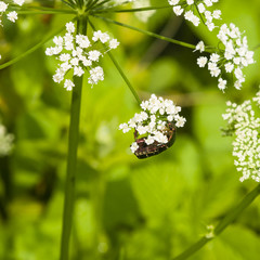 Green Rose Chafer, Cetonia Aurata, feeding on white flowers of Bishop's weed, macro, selective focus, shallow DOF