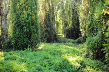 Green Forest in Rayong at Thailand