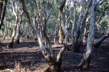 Forest in Rayong at Thailand