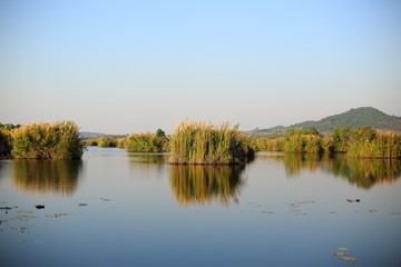 Gramineae and reflection in Thailand