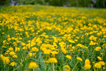 green & yellow meadow in the countryside covered with dandelions