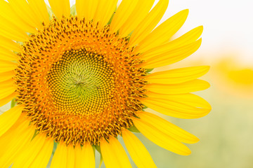 Obraz premium Sun flower the sign of hope for your success and nature background.