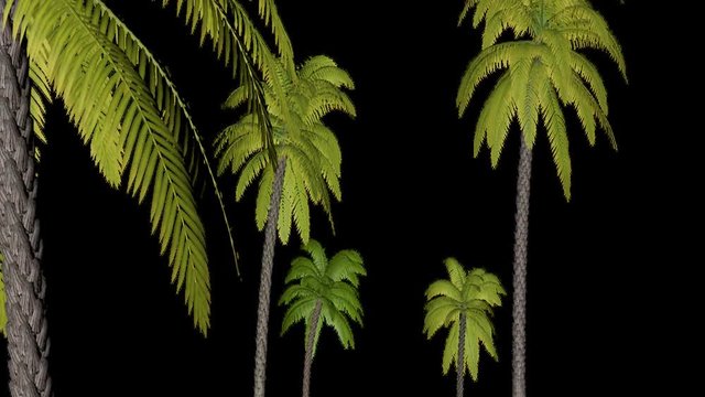 Trees moving forword Animation with alpha