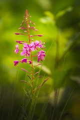 Obraz premium Kleinblättriges Weidenröschen