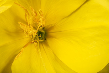 Oenothera bright yellow night flower. Isolated on white background.