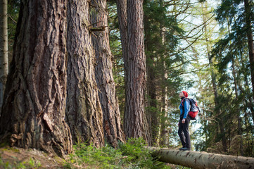 Naklejka na ściany i meble Old female hiker in sportswear with a red backpack staying on a big laying tree in the forest. Outdoors activities.