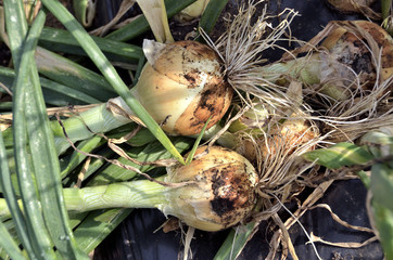 採れたて玉ねぎ
