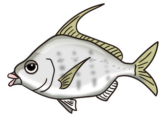 ユニークな魚のイラスト　セイタカヒイラギ