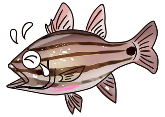 ユニークな魚のイラスト　オオスジイシモチ