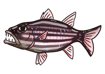 ユニークな魚のイラスト　ヤライイシモチ