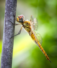 トンボ © kurobuta_m