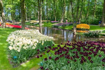 Tulip field in Keukenhof Gardens, Lisse, Netherlands