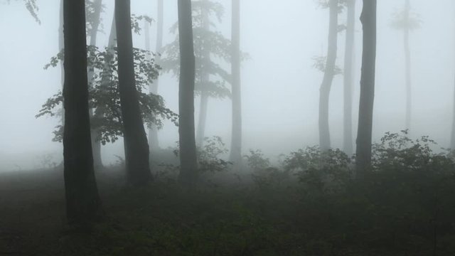 Dark misty forest