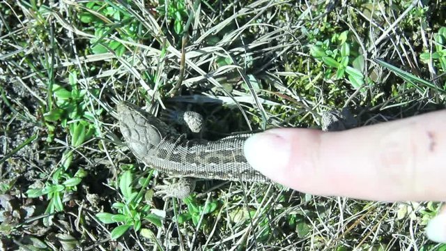 Finger Touching Lizard it Scares Run Away
