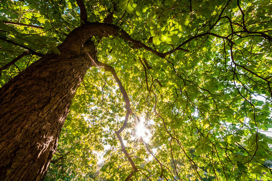 High beautiful chestnut tree in sunlight