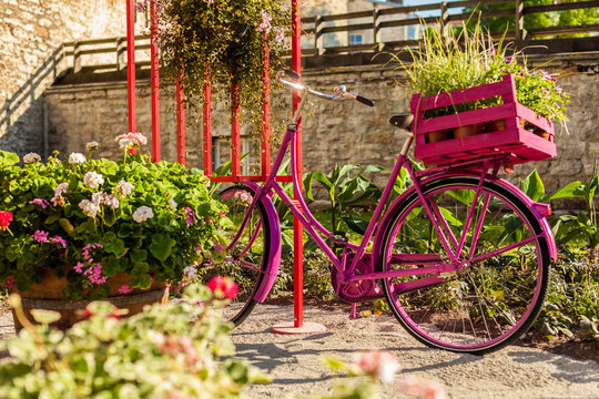 Pink bicycle parked in flowering garden