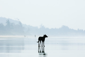 dog silhouette on the beach