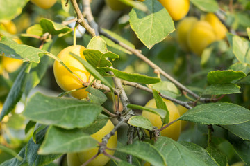 Ripe Yellow Plums