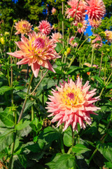 Dahlia flowers in Point Defiance park in Tacoma