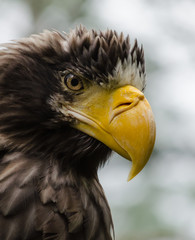 Steller's sea eagle./The head steller's sea eagle (Haliaeetus pelagicus). Wildlife animal.