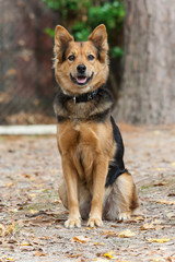 German Shepherd Dog also known as   Alsatian