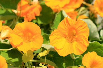 Edible flower Nasturtium yellow