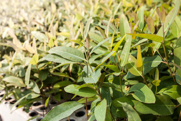 Eucalyptus seedlings