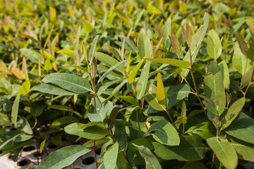 Eucalyptus seedlings