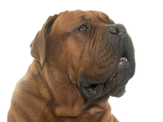 Obraz premium Dogue de Bordeaux