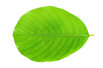 Obraz premium Green leave isolated on white background