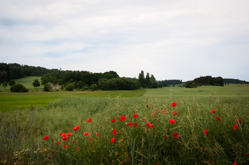 Rural landscape with green fields .