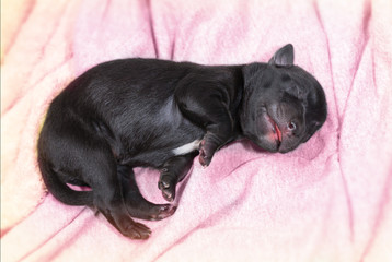 newborn puppy dog sleeping black labrador retriever age one day on blanket © maxshutter