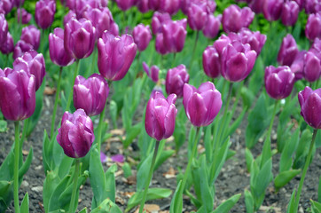 bed of colorful tulips in the park in spring