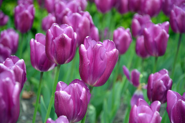Fototapeta premium lot of violet tulip flowers flowerbed in the park