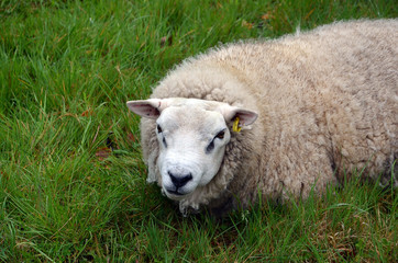Obraz premium white sheep lying on green grass detail photography