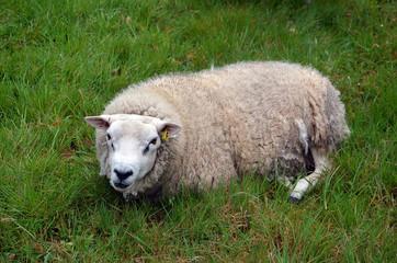 white sheep lying on green grass photography