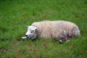 Naklejka na ściany i meble tired white sheep lying on green grass photography